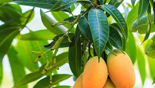 Mango leaves tea for diabetes